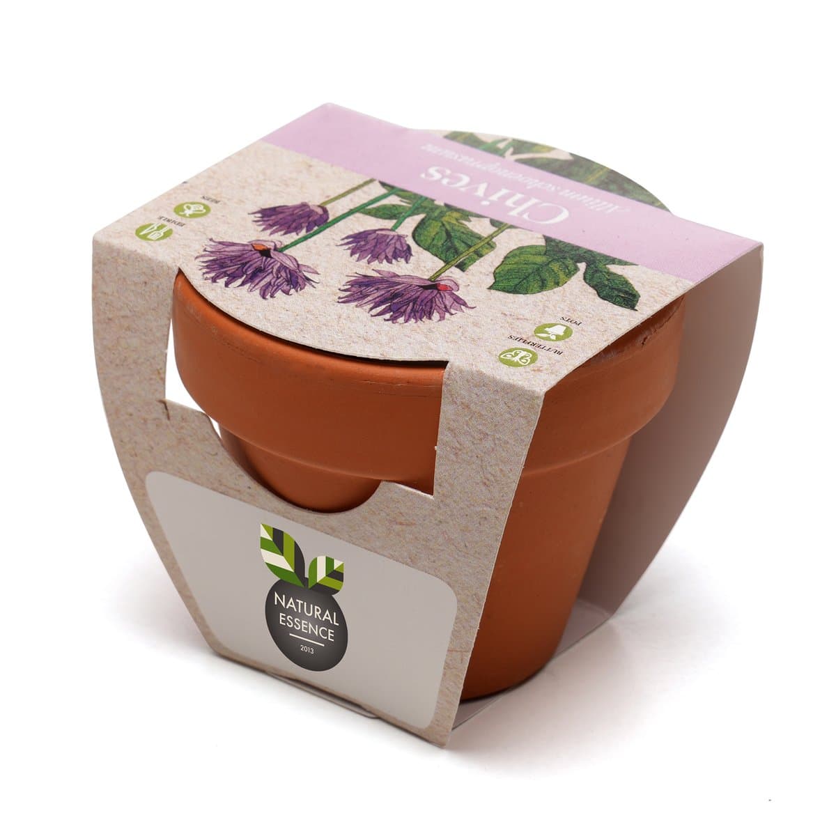 Standard Growing Gift with Mini Terracotta Pot 5